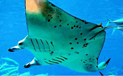 Mobula mobular06.jpg